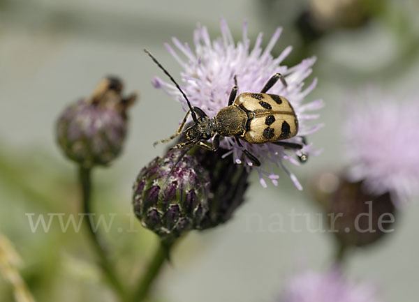 Bockkäfer spec.3 (Pachytodes cerambyciformis)