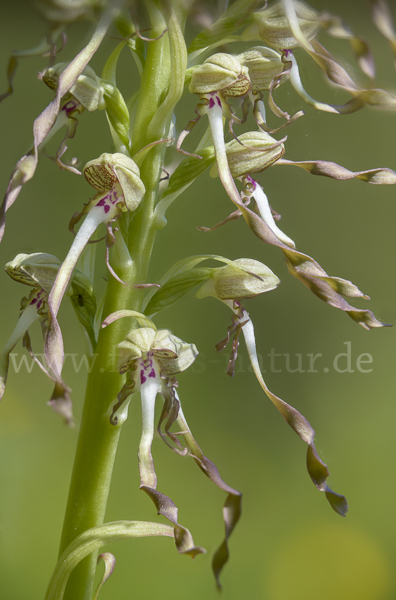 Bocks-Riemenzunge (Himantoglossum hircinum)