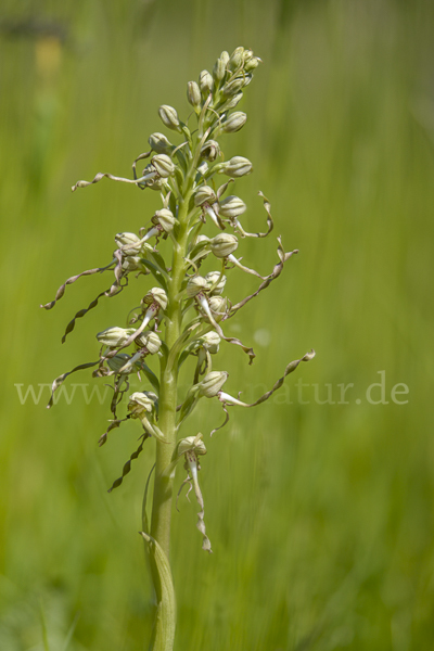 Bocks-Riemenzunge (Himantoglossum hircinum)