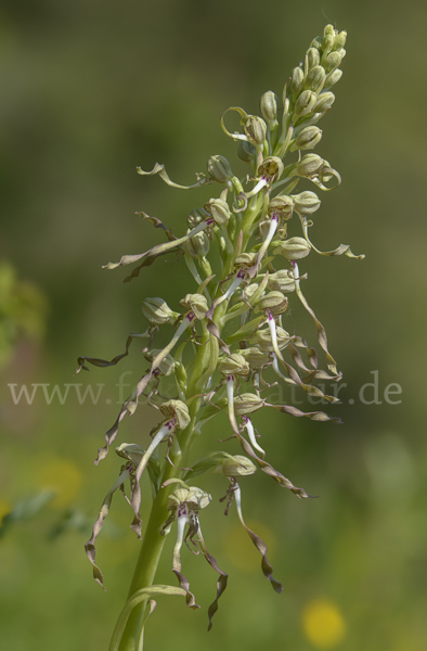 Bocks-Riemenzunge (Himantoglossum hircinum)