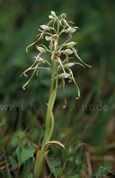 Bocks-Riemenzunge (Himantoglossum hircinum)