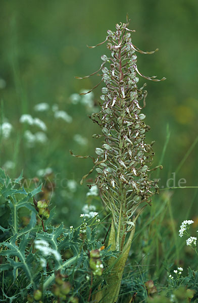 Bocks-Riemenzunge (Himantoglossum hircinum)