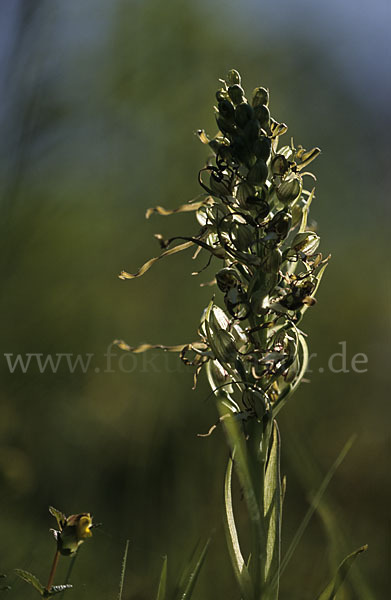 Bocks-Riemenzunge (Himantoglossum hircinum)