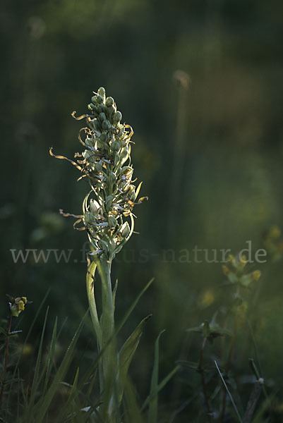 Bocks-Riemenzunge (Himantoglossum hircinum)