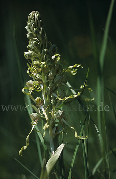 Bocks-Riemenzunge (Himantoglossum hircinum)