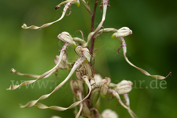 Bocks-Riemenzunge (Himantoglossum hircinum)