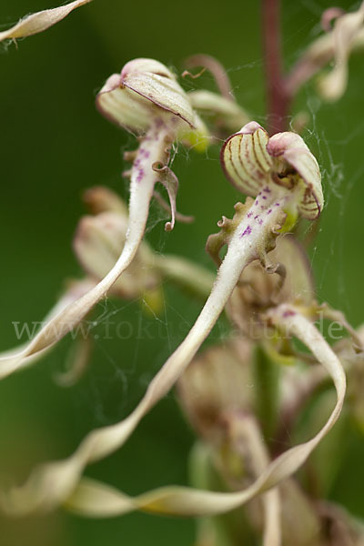 Bocks-Riemenzunge (Himantoglossum hircinum)