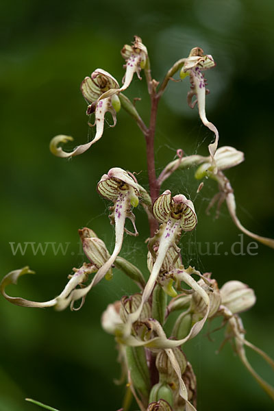 Bocks-Riemenzunge (Himantoglossum hircinum)