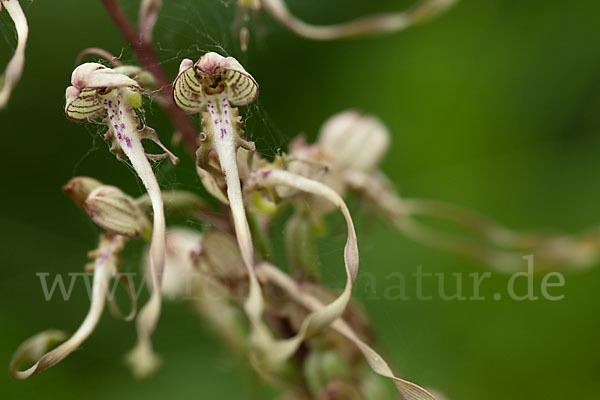 Bocks-Riemenzunge (Himantoglossum hircinum)