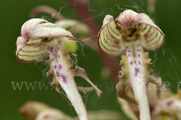 Bocks-Riemenzunge (Himantoglossum hircinum)