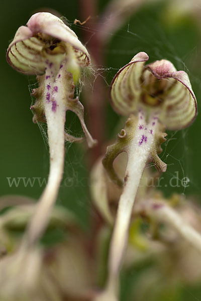 Bocks-Riemenzunge (Himantoglossum hircinum)