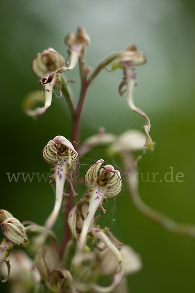 Bocks-Riemenzunge (Himantoglossum hircinum)