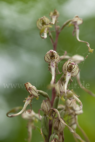 Bocks-Riemenzunge (Himantoglossum hircinum)