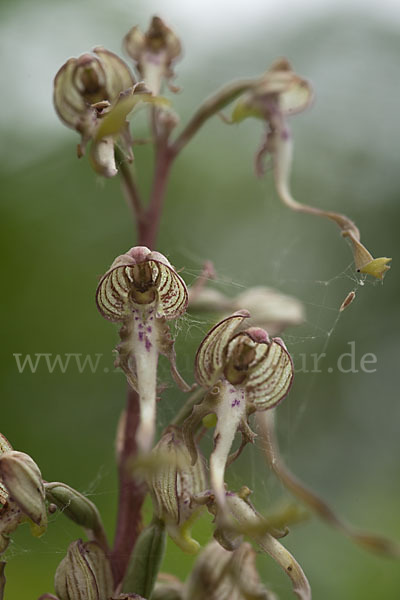 Bocks-Riemenzunge (Himantoglossum hircinum)