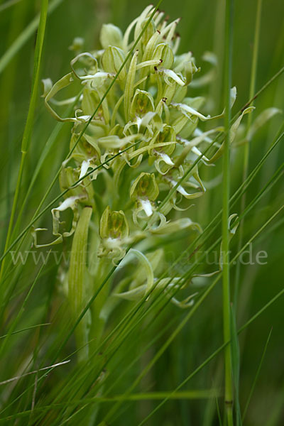 Bocks-Riemenzunge (Himantoglossum hircinum)