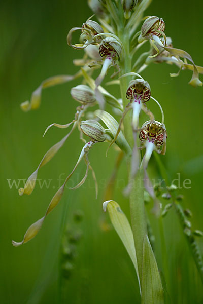 Bocks-Riemenzunge (Himantoglossum hircinum)