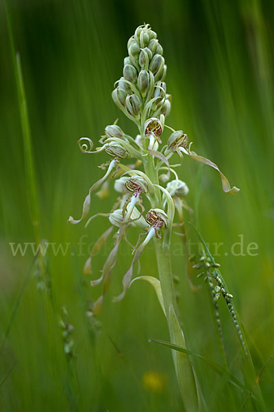 Bocks-Riemenzunge (Himantoglossum hircinum)