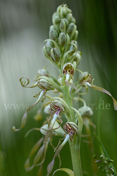 Bocks-Riemenzunge (Himantoglossum hircinum)