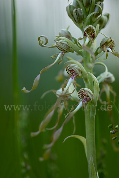 Bocks-Riemenzunge (Himantoglossum hircinum)