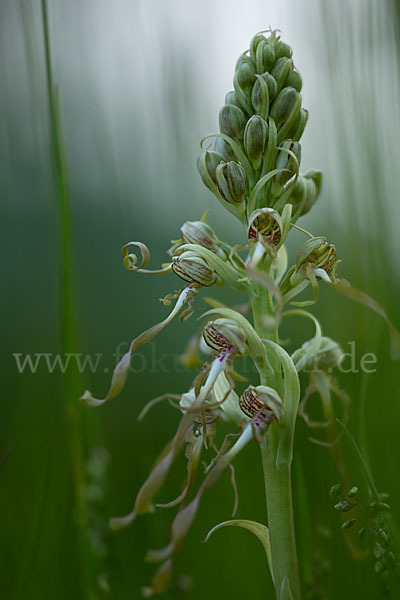 Bocks-Riemenzunge (Himantoglossum hircinum)