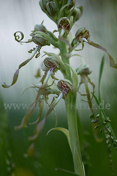 Bocks-Riemenzunge (Himantoglossum hircinum)