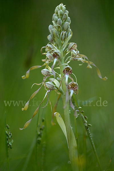 Bocks-Riemenzunge (Himantoglossum hircinum)