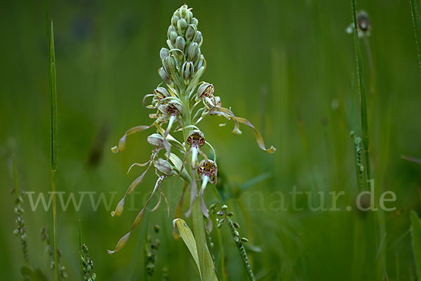 Bocks-Riemenzunge (Himantoglossum hircinum)