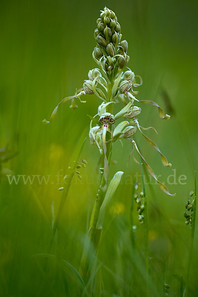 Bocks-Riemenzunge (Himantoglossum hircinum)