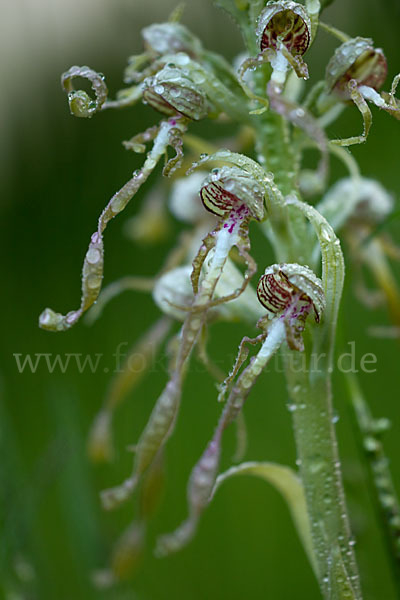 Bocks-Riemenzunge (Himantoglossum hircinum)