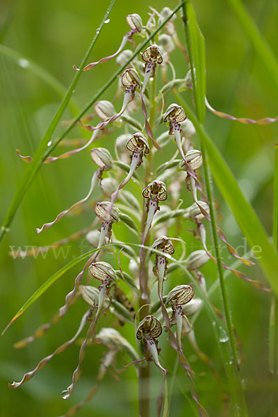 Bocks-Riemenzunge (Himantoglossum hircinum)