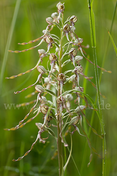 Bocks-Riemenzunge (Himantoglossum hircinum)