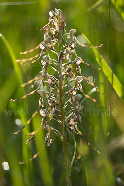 Bocks-Riemenzunge (Himantoglossum hircinum)