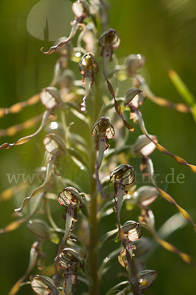 Bocks-Riemenzunge (Himantoglossum hircinum)