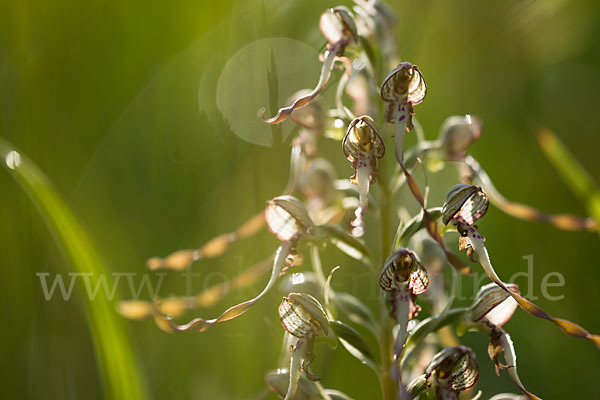 Bocks-Riemenzunge (Himantoglossum hircinum)