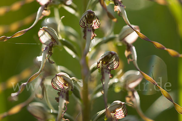 Bocks-Riemenzunge (Himantoglossum hircinum)