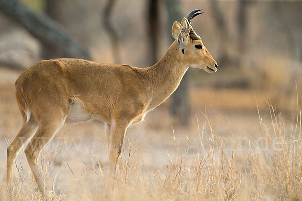 Bohorriedbock (Redunca bohor)