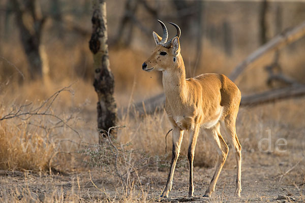 Bohorriedbock (Redunca bohor)