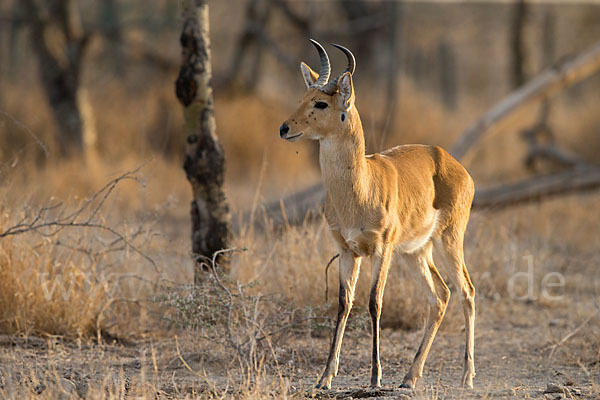 Bohorriedbock (Redunca bohor)