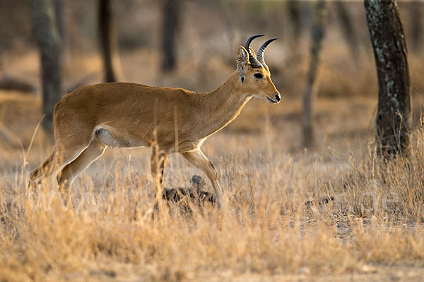 Bohorriedbock (Redunca bohor)