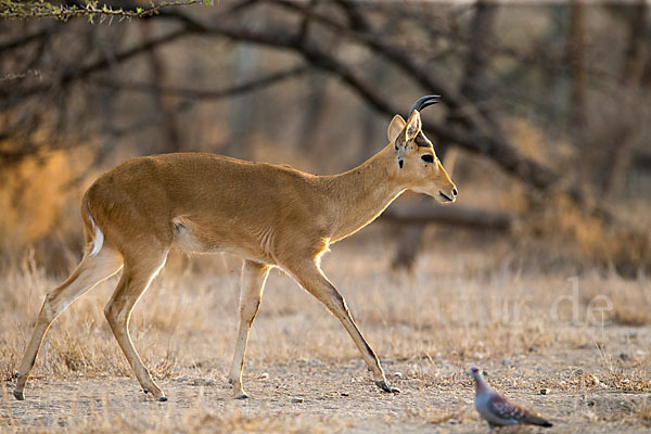 Bohorriedbock (Redunca bohor)