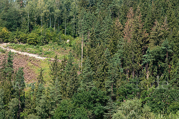 leo, borkenkäfer, borkenkäfernest, waldschaden