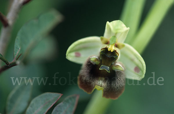 Bornmüllers Ragwurz (Ophrys bornmuelleri)