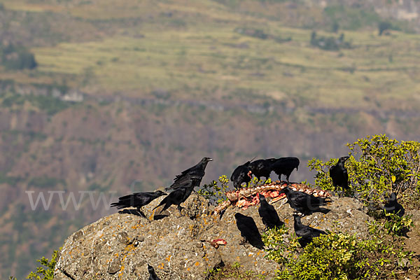 Borstenrabe (Corvus rhipidurus)