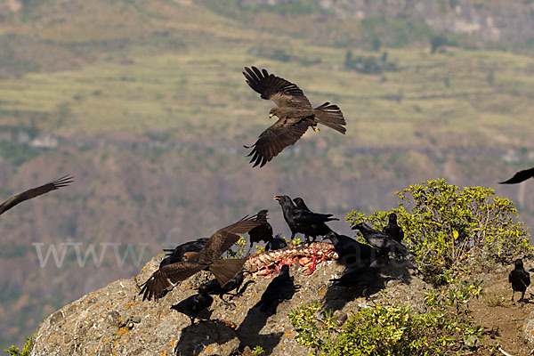 Borstenrabe (Corvus rhipidurus)