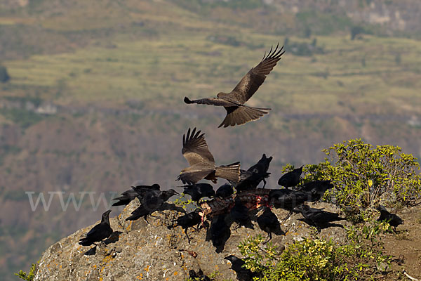 Borstenrabe (Corvus rhipidurus)