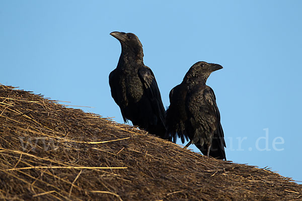 Borstenrabe (Corvus rhipidurus)