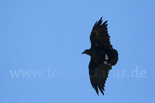 Borstenrabe (Corvus rhipidurus)