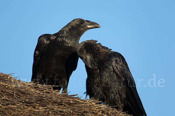 Borstenrabe (Corvus rhipidurus)