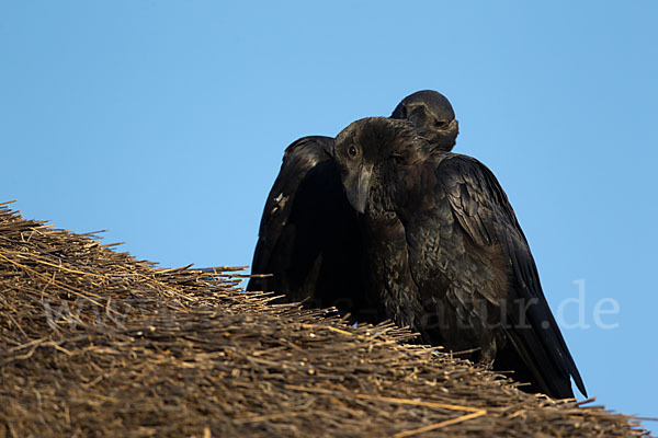 Borstenrabe (Corvus rhipidurus)