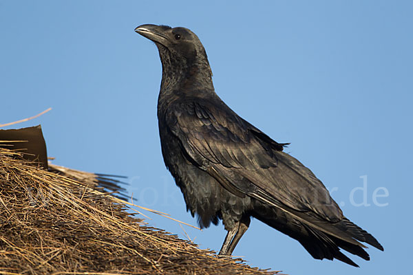 Borstenrabe (Corvus rhipidurus)